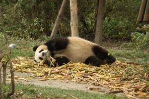 Džinovska panda postala internet senzacija: Oponaša čuvara na potpuno identičan način (VIDEO)