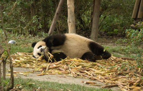 Džinovska panda postala internet senzacija: Oponaša čuvara na potpuno identičan način (VIDEO)