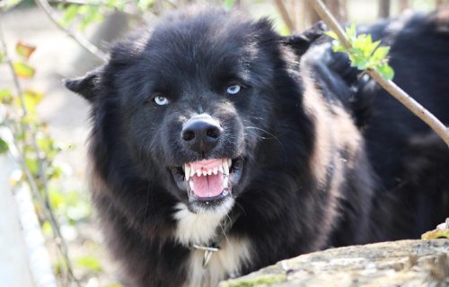 Ovi signali kod psa mogu da upozore na napad: Obratite pažnju pre nego što bude kasno