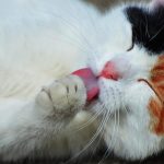 Ovo mačke najviše vole: Dremka je na prvom mestu, ali jedna stvar može da vas iznenadi