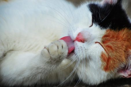 Ovo mačke najviše vole: Dremka je na prvom mestu, ali jedna stvar može da vas iznenadi