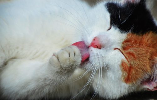 Ovo mačke najviše vole: Dremka je na prvom mestu, ali jedna stvar može da vas iznenadi