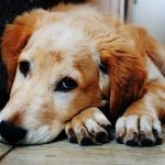 Da li je vaš pas umoran ili mu je samo dosadno? Ovi znaci mogu da otkriju razliku