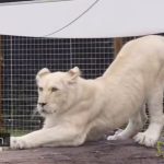 Viralna bela lavica iz Južne Koreje izazvala oduševljenje širom sveta (VIDEO)