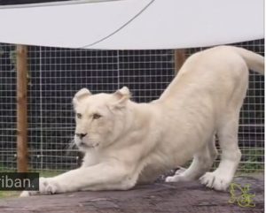 Viralna bela lavica iz Južne Koreje izazvala oduševljenje širom sveta (VIDEO)