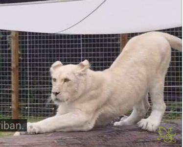 Viralna bela lavica iz Južne Koreje izazvala oduševljenje širom sveta (VIDEO)