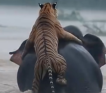 Slon pokušao da spase tigra, iz nabujale reke: Dirljiv prizor, sa Sumatre obišao svet (VIDEO)