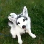 Izgleda kao mešanac haskija i mačke, ali istina je sasvim drugačija (VIDEO)