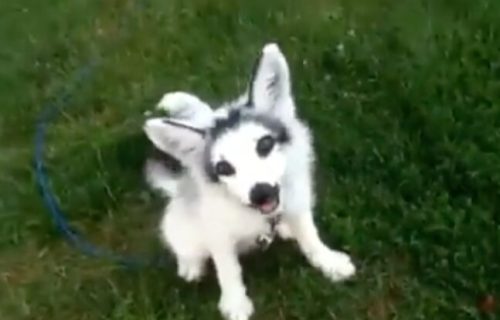 Izgleda kao mešanac haskija i mačke, ali istina je sasvim drugačija (VIDEO)