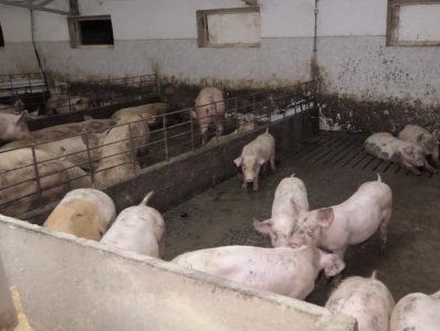 Afrička kuga svinja stigla do Beograda: Zaražena područja proglašena u dve opštine