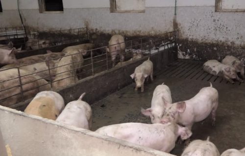 Afrička kuga svinja stigla do Beograda: Zaražena područja proglašena u dve opštine