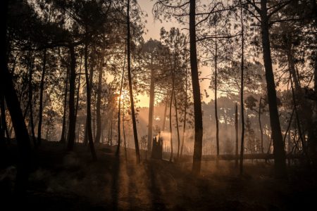 Izgorelo 50.000 hektara zbog jedne varnice: Otkriveno kako je počeo katastrofalan požar u Španiji