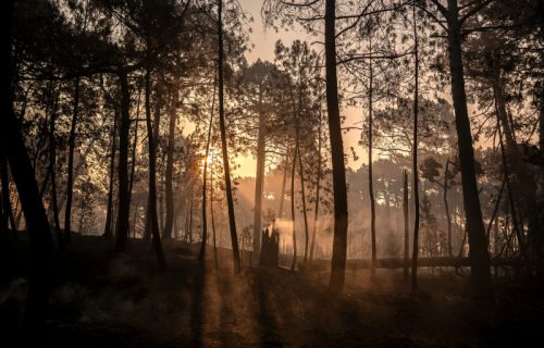 Izgorelo 50.000 hektara zbog jedne varnice: Otkriveno kako je počeo katastrofalan požar u Španiji