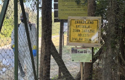 Virus afričke kuge se širi: Prisutan u osam okruga, zaraženo oko 830 gazdinstava (FOTO)