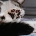 Mačji “potpis” koji osvaja srca: U pojedinim azilima, usvajanje se završava otiskom šape