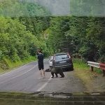 "Čak je i medved zbunjen": Šokantan bliski susret sa turistom na planinskom putu nadomak Srbije (VIDEO)