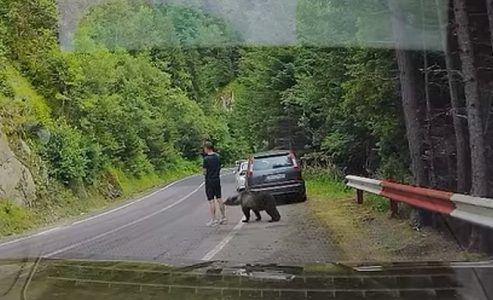 “Čak je i medved zbunjen”: Šokantan bliski susret sa turistom na planinskom putu nadomak Srbije (VIDEO)