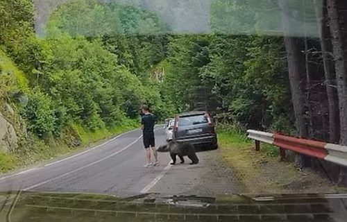 "Čak je i medved zbunjen": Šokantan bliski susret sa turistom na planinskom putu nadomak Srbije (VIDEO)
