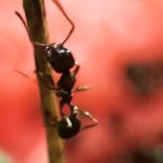 Vlasniku preti zatvor: U poznatom restoranu služili desert sa mravima, ali to nije najbizarniji deo priče