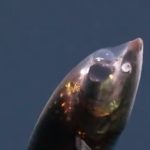 Prizor kao sa druge planete: Otkrivena dva ekosistema u dubini okeana, sa novim bizarnim vrstama (VIDEO)