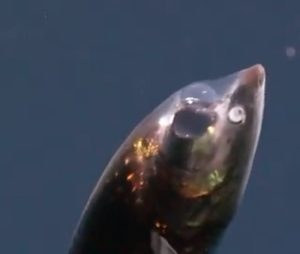 Prizor kao sa druge planete: Otkrivena dva ekosistema u dubini okeana, sa novim bizarnim vrstama (VIDEO)