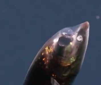 Prizor kao sa druge planete: Otkrivena dva ekosistema u dubini okeana, sa novim bizarnim vrstama (VIDEO)
