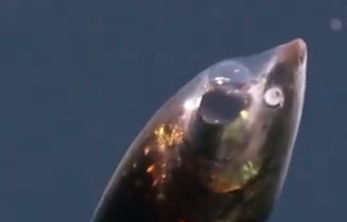 Prizor kao sa druge planete: Otkrivena dva ekosistema u dubini okeana, sa novim bizarnim vrstama (VIDEO)