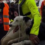 Krzneni heroj Venecuele: Pas Cunami neumorno tragao za preživelima i postao simbol nade (VIDEO)