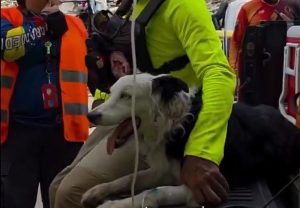 Krzneni heroj Venecuele: Pas Cunami neumorno tragao za preživelima i postao simbol nade (VIDEO)