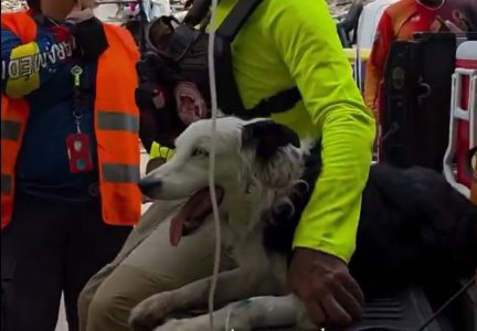 Krzneni heroj Venecuele: Pas Cunami neumorno tragao za preživelima i postao simbol nade (VIDEO)