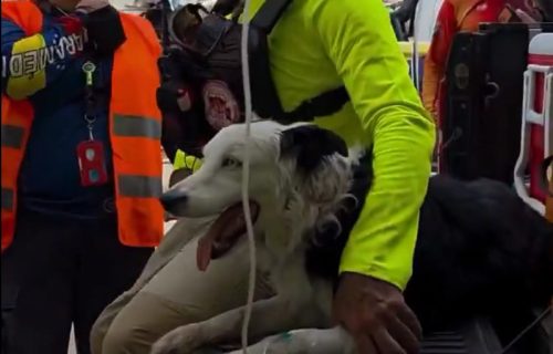 Krzneni heroj Venecuele: Pas Cunami neumorno tragao za preživelima i postao simbol nade (VIDEO)