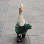Patak Merlin postao maskota navijača: Šeta ulicama Meksika, sa dresom reprezentacije (VIDEO)