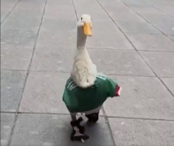 Patak Merlin postao maskota navijača: Šeta ulicama Meksika, sa dresom reprezentacije (VIDEO)