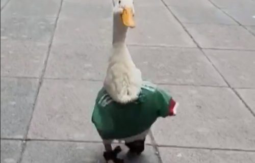 Patak Merlin postao maskota navijača: Šeta ulicama Meksika, sa dresom reprezentacije (VIDEO)