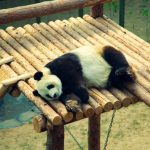 Panda osvojila ljubitelje interneta : Oduševljenje gomilom lišća, raznežilo milione ljudi (VIDEO)