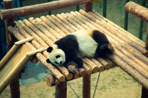Panda osvojila ljubitelje interneta : Oduševljenje gomilom lišća, raznežilo milione ljudi (VIDEO)