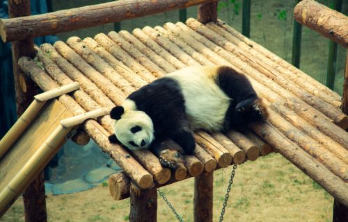 Panda osvojila ljubitelje interneta : Oduševljenje gomilom lišća, raznežilo milione ljudi (VIDEO)