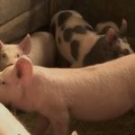 Alarmantno: Svinjska kuga na skoro 500 farmi u Srbiji, kreću nenajavljene kontrole i strože kazne