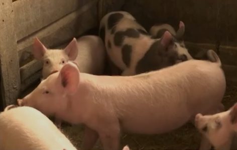 Alarmantno: Svinjska kuga na skoro 500 farmi u Srbiji, kreću nenajavljene kontrole i strože kazne