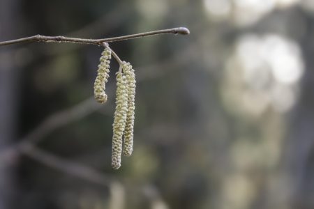 Ambrozija dostigla vrhunac u Srbiji: Visoke koncentracije polena potrajaće nedeljama