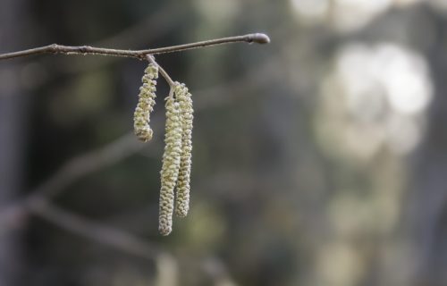 Ambrozija dostigla vrhunac u Srbiji: Visoke koncentracije polena potrajaće nedeljama