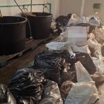 Otkrivena laboratorija za uzgoj marihuane kod Smedereva, zaplenjeno pola tone droge