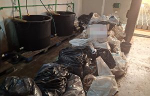 Otkrivena laboratorija za uzgoj marihuane kod Smedereva, zaplenjeno pola tone droge