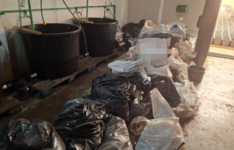 Otkrivena laboratorija za uzgoj marihuane kod Smedereva, zaplenjeno pola tone droge