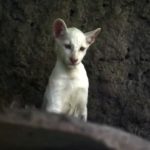 Snežnobela puma, koja je očarala svet: Itzae je jedna od najređih primeraka, svoje vrste (VIDEO)