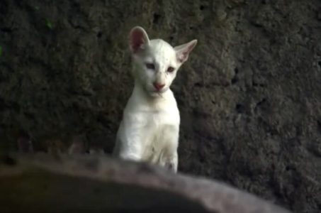 Snežnobela puma, koja je očarala svet: Itzae je jedna od najređih primeraka, svoje vrste (VIDEO)