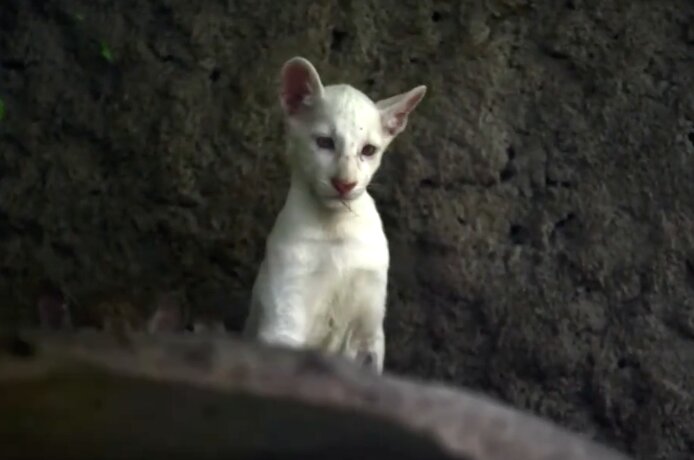Snežnobela puma, koja je očarala svet: Itzae je jedna od najređih primeraka, svoje vrste (VIDEO)