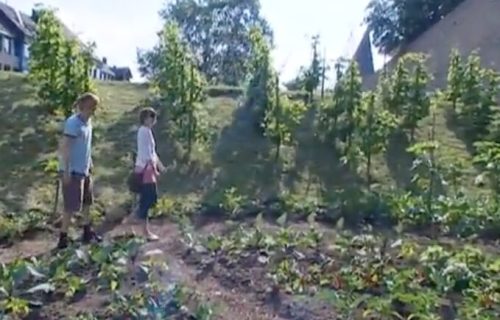 Grad u kojem svi slobodno beru povrće i voće: Zelene površine pretvorene u slobodne pijace