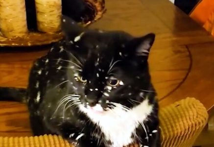 Mače koje boluje od vitiliga: Izgleda kao da na krznu nosi celu galaksiju (VIDEO)