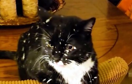 Mače koje boluje od vitiliga: Izgleda kao da na krznu nosi celu galaksiju (VIDEO)